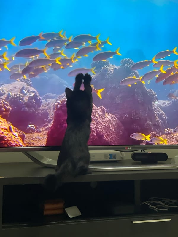 Black cat swats at fish on TV, then lounges on rug