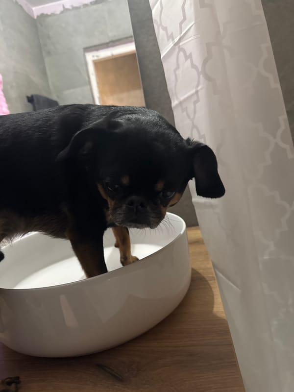 Dog stands in ceramic bowl in Hrodna, Belarus