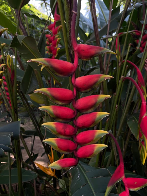 Vibrant Heliconia flowers bloom in Ella, Sri Lanka