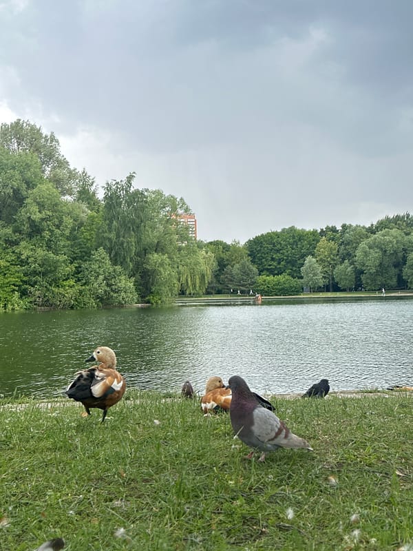 Waterfront city park: wildlife, fountains, and a docked passenger ship
