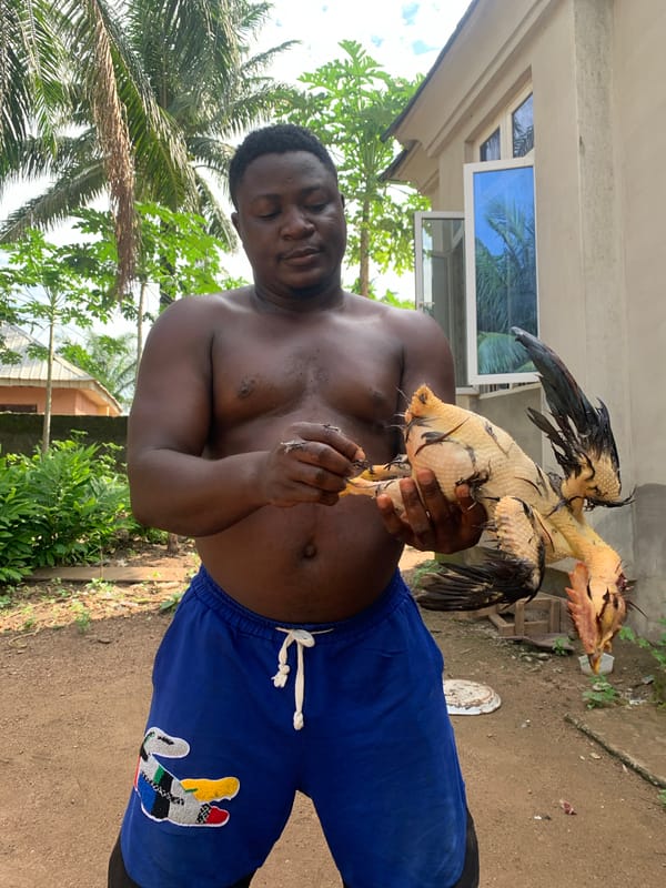 Chicken preparation observed in outdoor setting in Akwanga, Nigeria