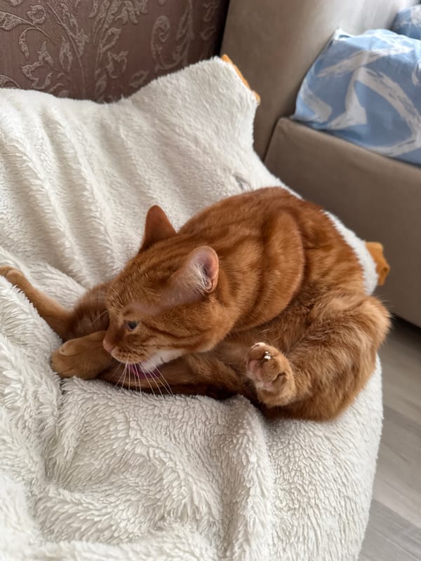 Orange cat rests on blanket in Vologda home