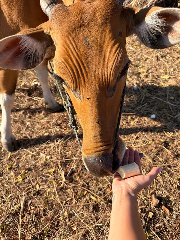 Dogs, cows, and quiet street life in Kuta Selatan