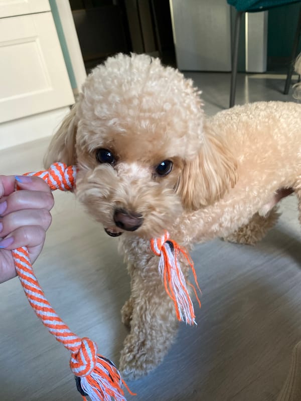Poodle plays and naps at a Saint Petersburg home