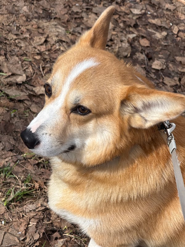 Corgi rests on autumn leaves in Votkinsk park