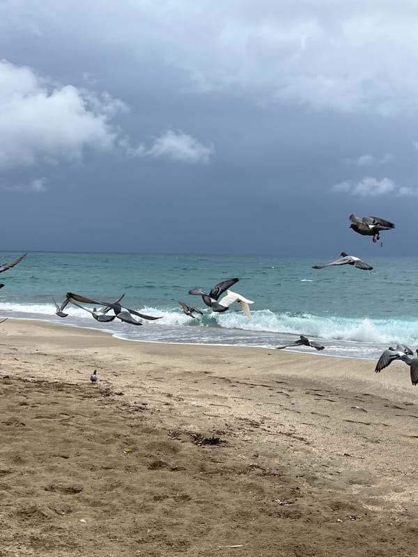 Pigeons flock over Alanya beach at dawn