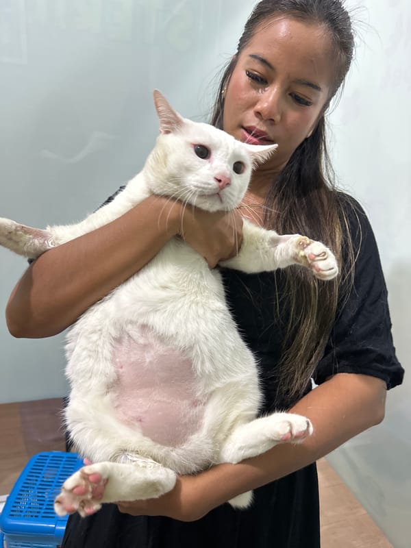 Woman tends to injured white cat in North Jakarta