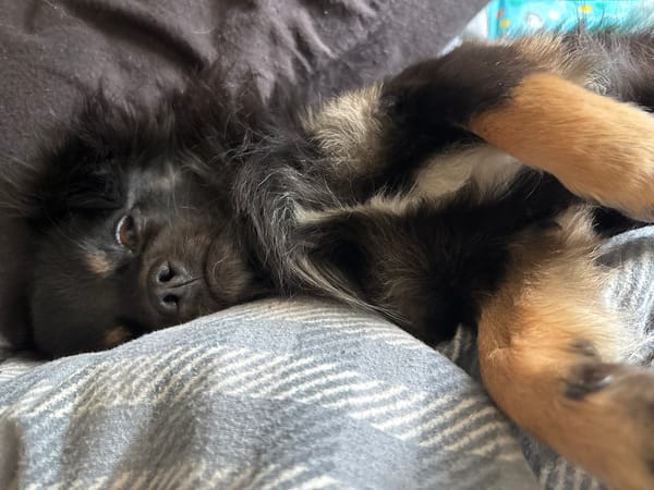 Dog rests peacefully on blankets in UK home