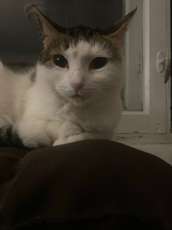 Close-up cat portraits, grey tabbies and white cats at rest