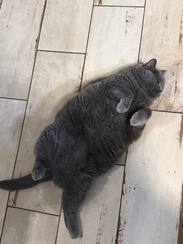 Lazy cat afternoon and homemade iced tea in a Russian home
