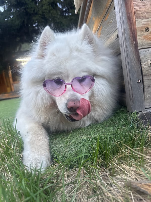 Dog in sunglasses and bonfire spotted in Angara