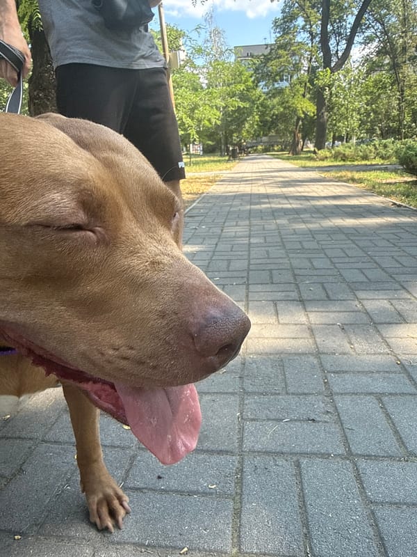 Morning park walk with a pit bull in Zaporizhzhia