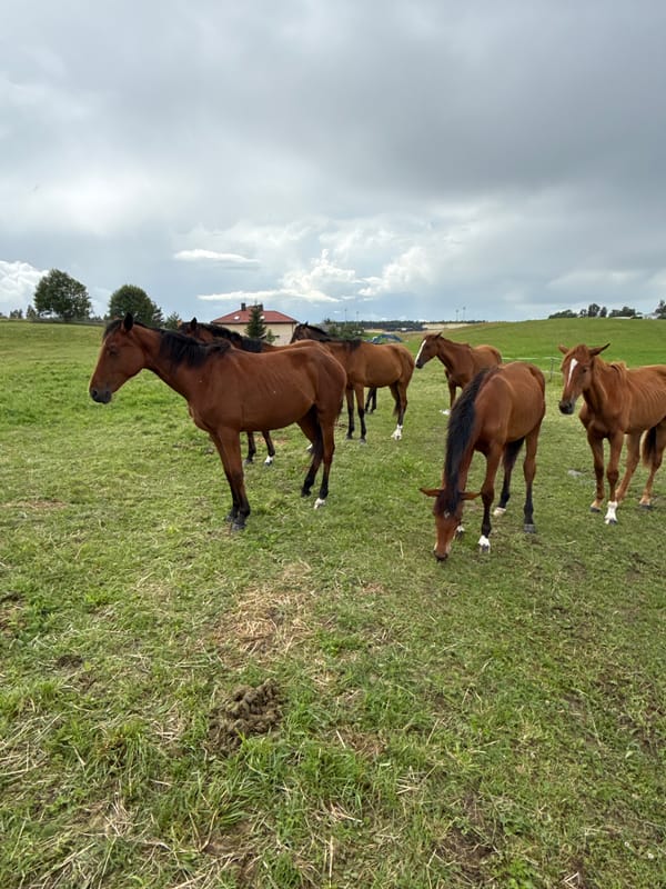 Horse herd grazing in a rural Lithuanian pasture on a cloudy day