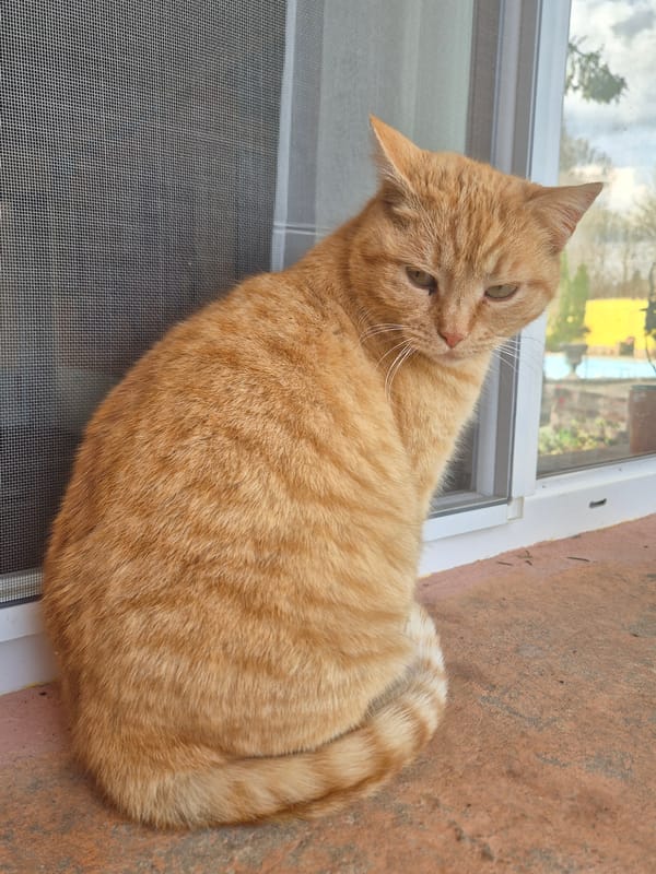 Cat and dog spotted in Pavlikeni residential area