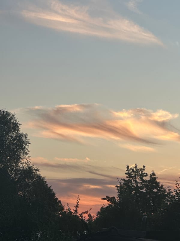 Summer evening in Zvenyhorodka: flowers, insects, and still water