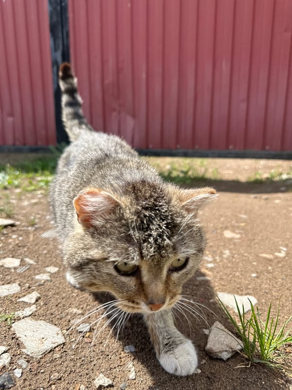 Cat and fence climber spotted in Markovo, Russia