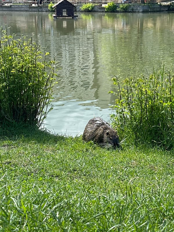 Wildlife spotted at lakeside in Stara Zagora, Bulgaria
