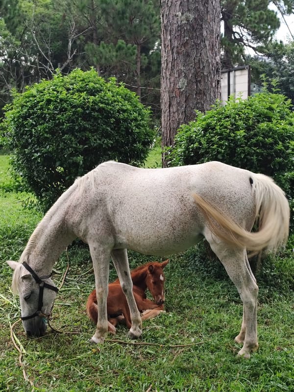 Mare and foal graze lakeside in Da Lat, Vietnam