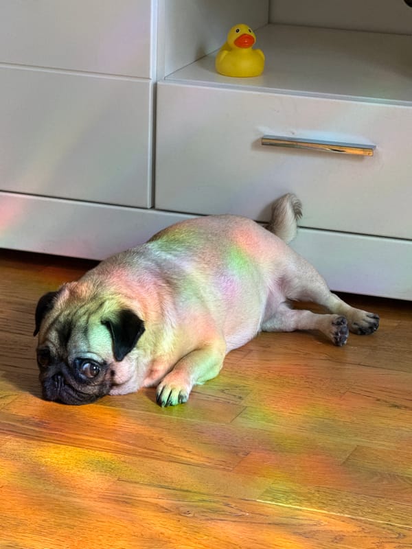 Lazy afternoon at home with two pugs