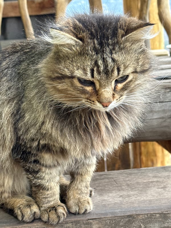 Cat and bear taxidermy photographed in rural Russian town