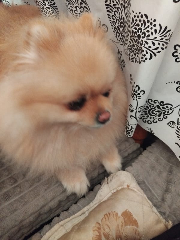 Pomeranian relaxes at home in Apriltsi, Bulgaria