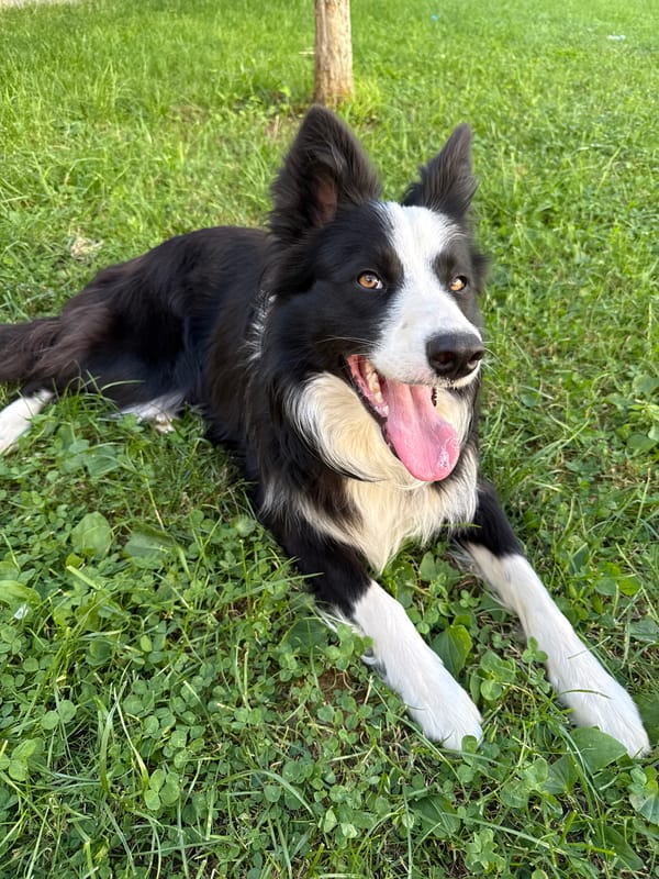 Border Collie enjoys sunny afternoon in Bulgarian grass