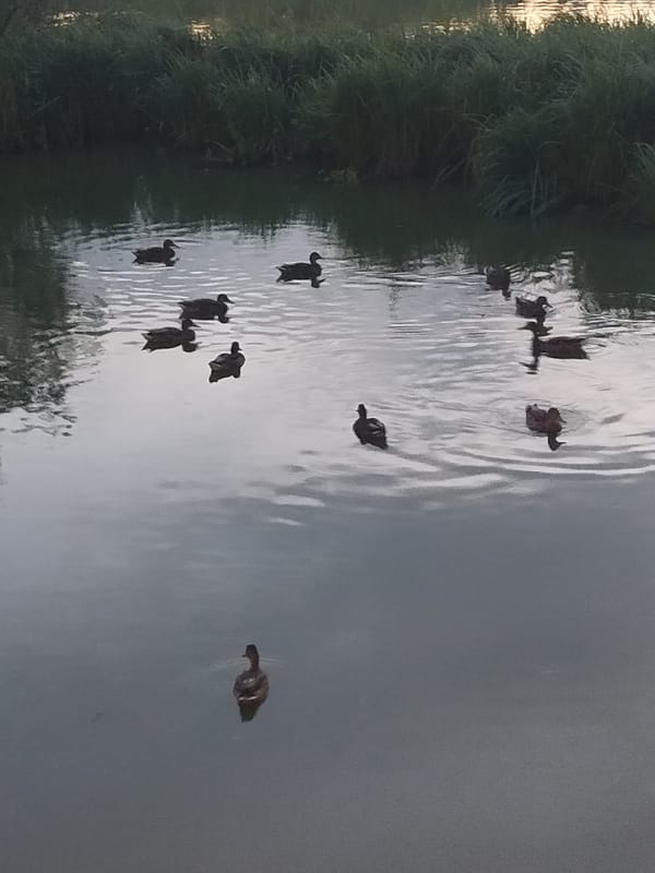 Ducks on a Moscow waterway, lazy afternoon on a Lyubertsy deck