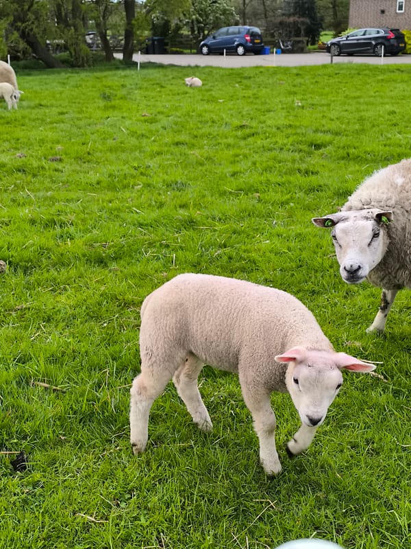 Sheep and lambs graze in Alkmaar field Monday morning