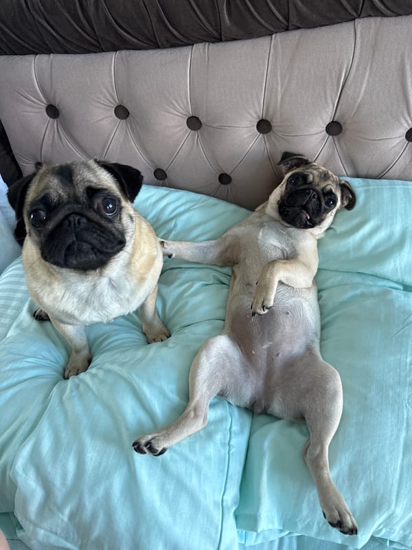 Two pugs lounging on a light blue bed