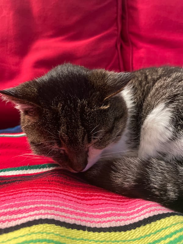 Cat sleeps on colorful blanket in Parthenay, France