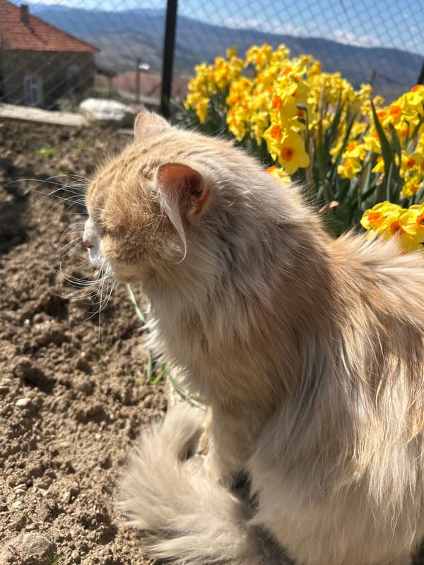 Orange cat explores spring daffodils in Bulgarian garden