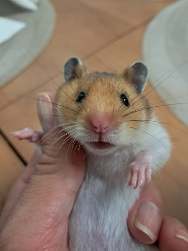 Hamster hangs out, gets fed, and explores its cage