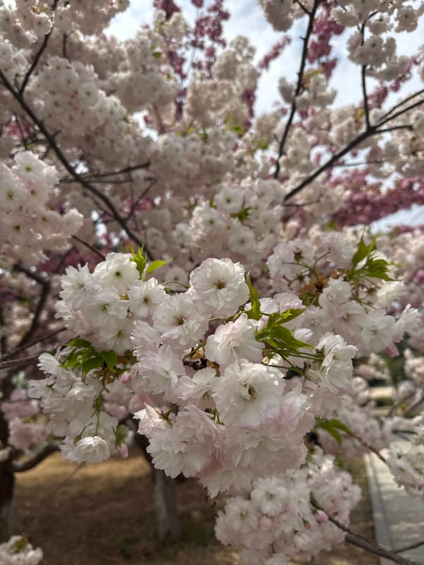 Cherry blossoms bloom in Guta, China