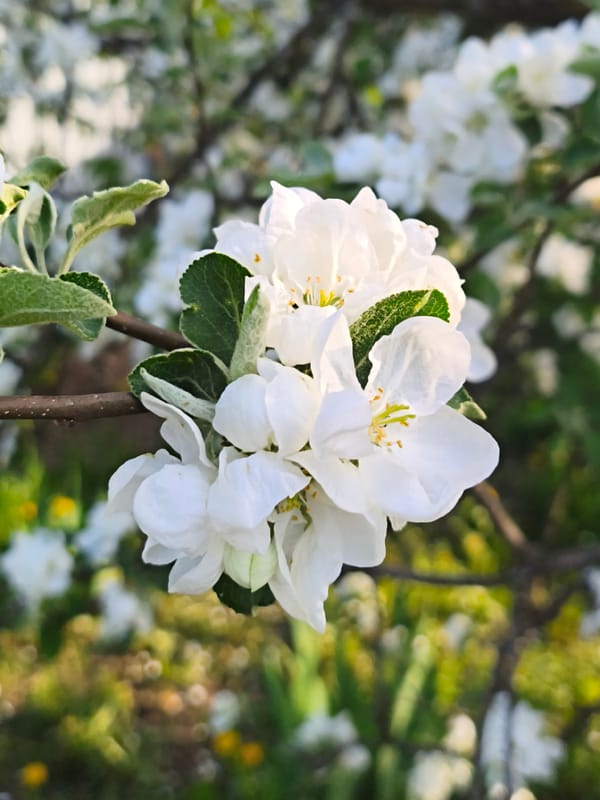Spring blooms documented across Prikamskii, Russia afternoon
