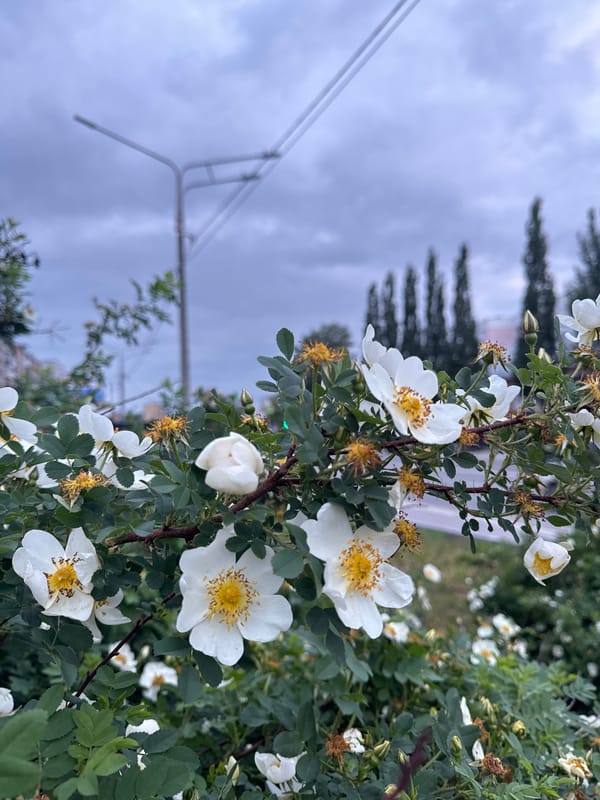 Spring blooms and street life documented in Perm, Russia