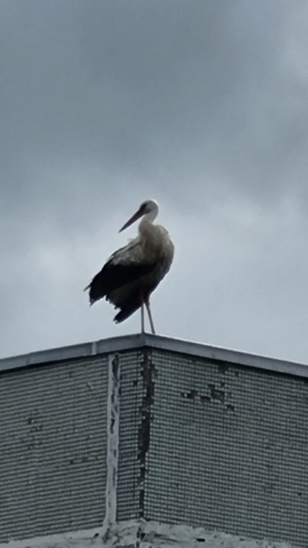 Stork perches on rooftop in Vysokoe alongside garden ornaments