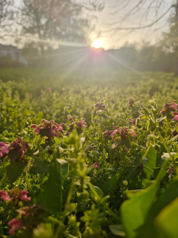 Spring sunlight illuminates Sofia vegetation and meadow scenes