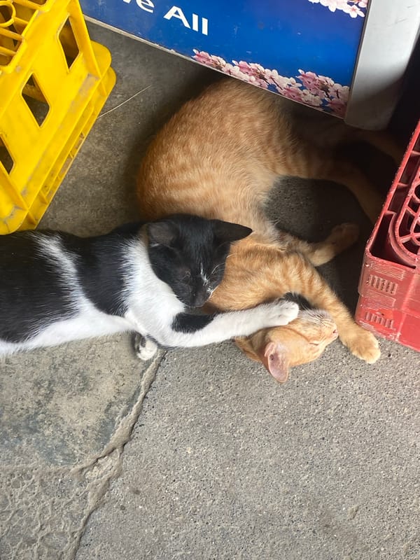 Two cats sleep peacefully on concrete in Digos