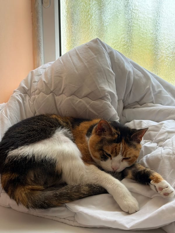 Calico cat sleeps peacefully in bedding near Tel Aviv window
