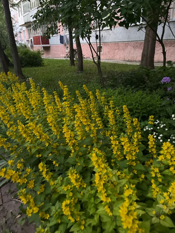Summer evening drift through Khmelnytskyi streets and green spaces