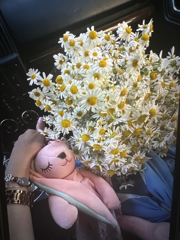 Quiet Moscow evening: flowers, a sleeping dog, home scenes