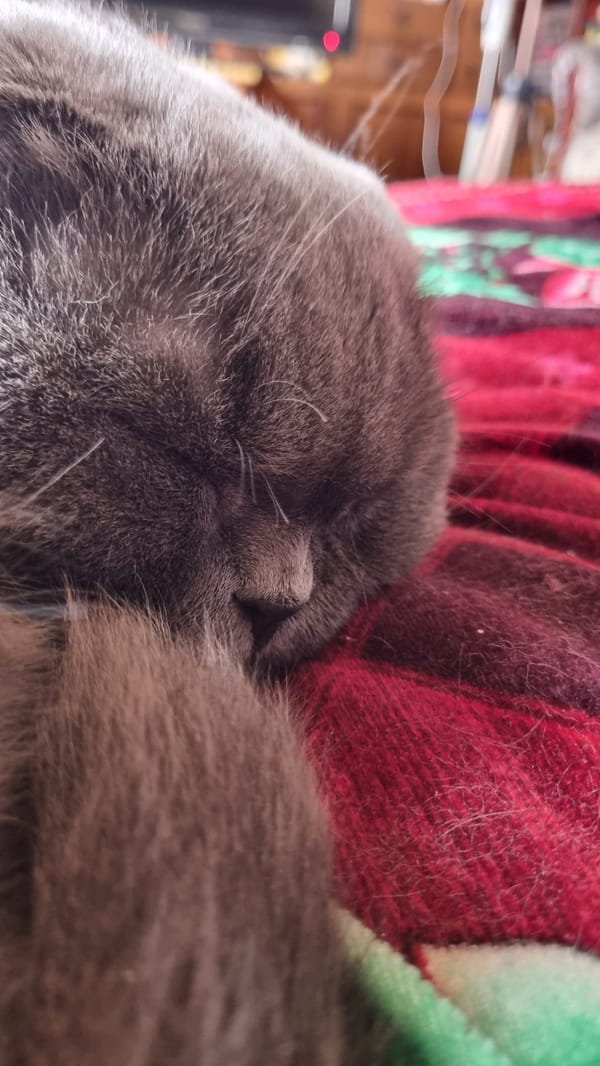 Scottish Fold cat dozing on a red blanket, Vysokoe