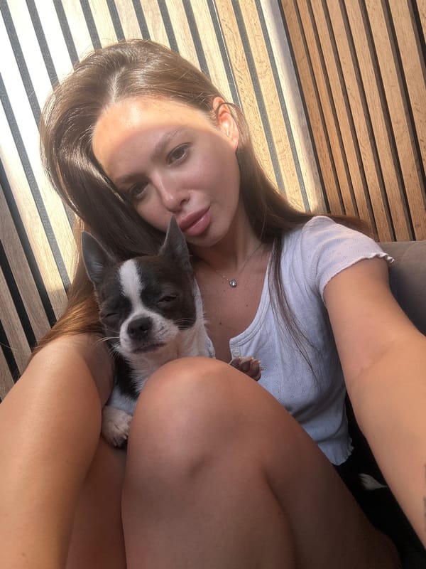 Tiny chihuahua enjoys a lazy afternoon in Krasnodar