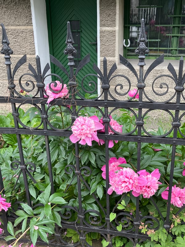 Curious small dog spotted at window in Sofia