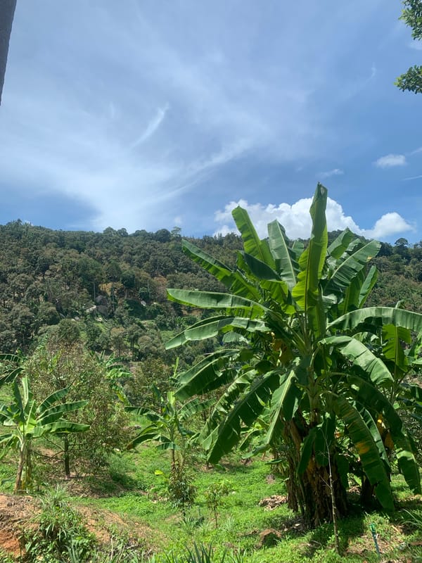 Rural Thailand landscape with banana plants documented by witness