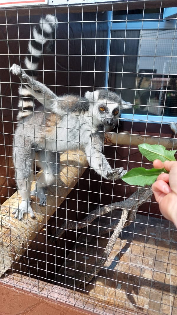 Up close with the animals at Yelizovo Zoo, Kamchatka