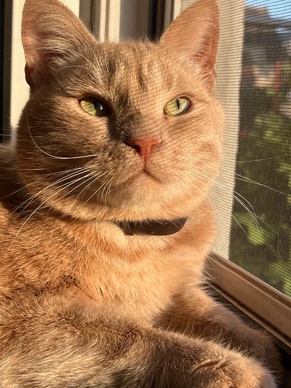 Orange tabby deep in windowsill nap mode