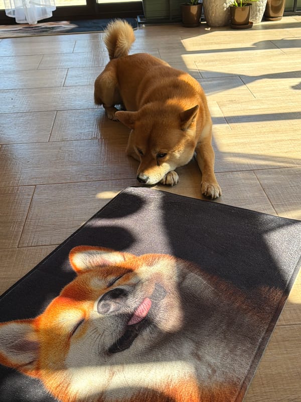 Shiba Inu and blooming roses observed in Bulgarian village