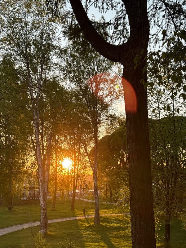 Sunset illuminates park path through birch trees in Perm