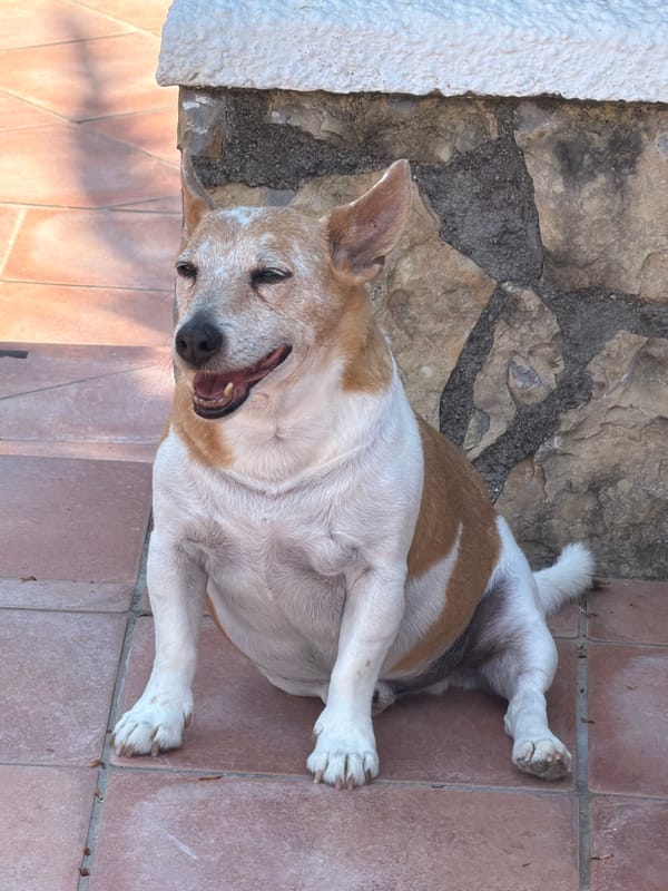 Dog relaxes by swimming pool in Spanish residential courtyard